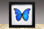 Morpho didius, framed butterfly